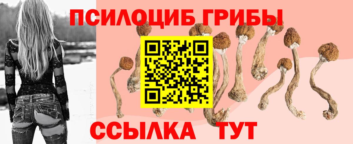 Псилоцибиновые грибы Psilocybe Кольчугино